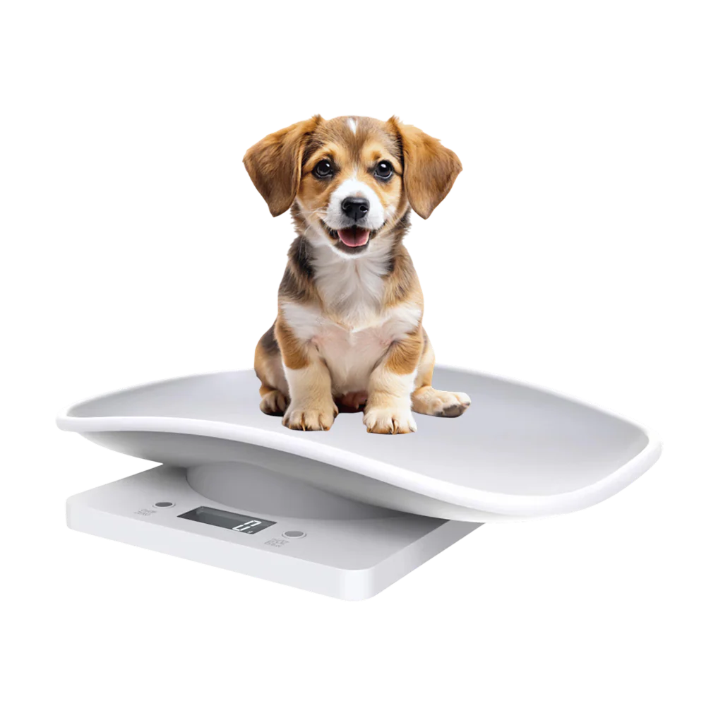 PawScali - Image 10