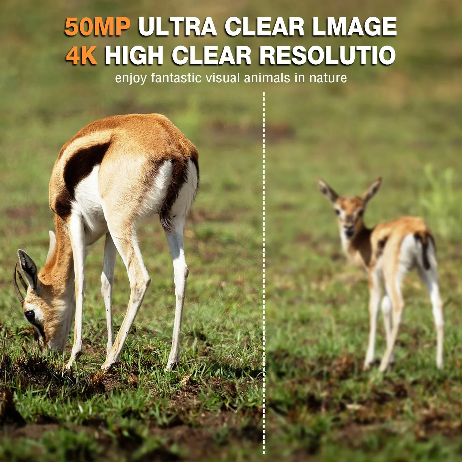 Wildsnap v3 - Image 10