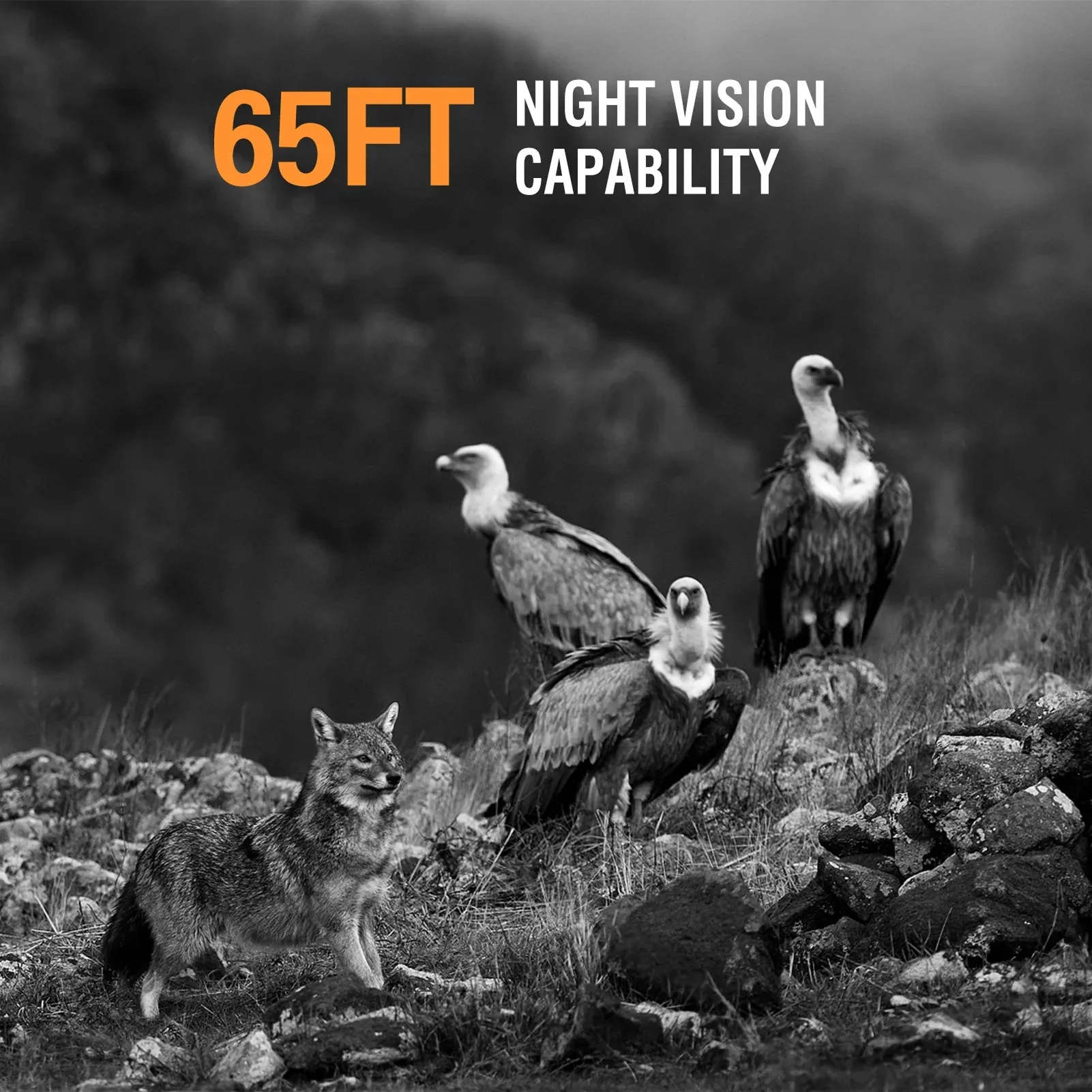 Wildsnap v3 - Image 3